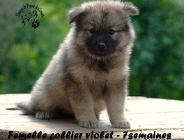 chiot eurasier