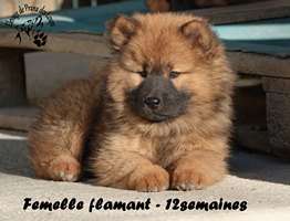 chiot eurasier