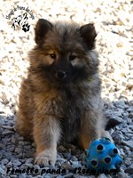 chiot eurasier