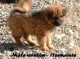 chiot eurasier
