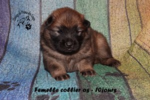 chiot eurasier