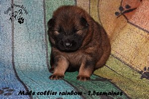 chiot eurasier