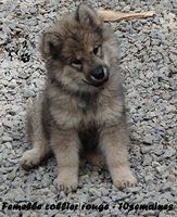 chiot eurasier