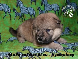chiot eurasier