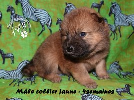 chiot eurasier