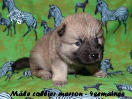 chiot eurasier