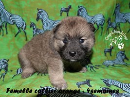 chiot eurasier