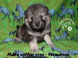 chiot eurasier