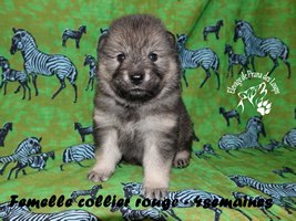 chiot eurasier