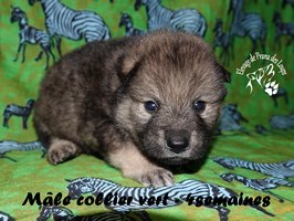 chiot eurasier