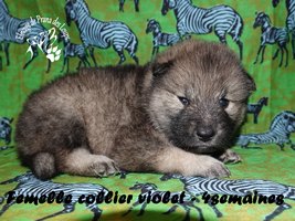 chiot eurasier
