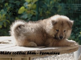 chiot eurasier