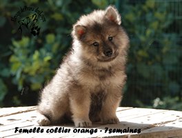 chiot eurasier