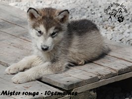 chiot malamute