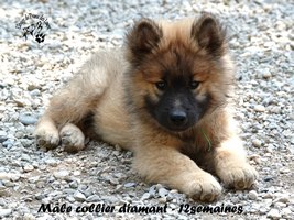 chiot eurasier