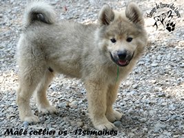 chiot eurasier