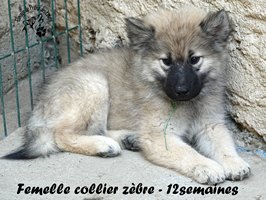 chiot eurasier