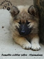 chiot eurasier