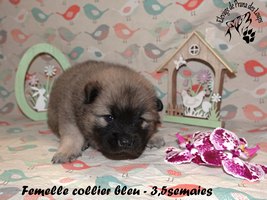 chiot eurasier