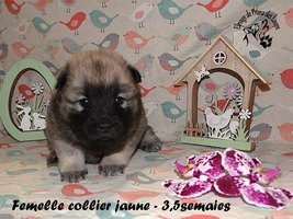 chiot eurasier
