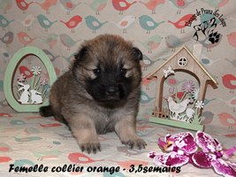 chiot eurasier
