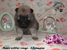 chiot eurasier