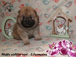 chiot eurasier