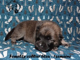 chiot eurasier