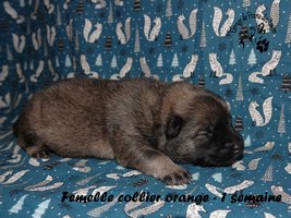 chiot eurasier