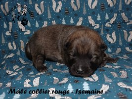 chiot eurasier
