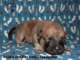 chiot eurasier