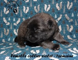 chiot eurasier