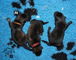 chiot eurasier