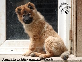chiot eurasier