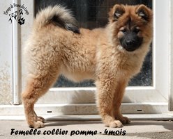 chiot eurasier