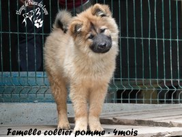 chiot eurasier