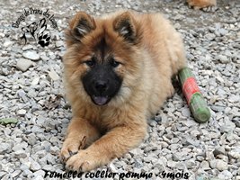 chiot eurasier