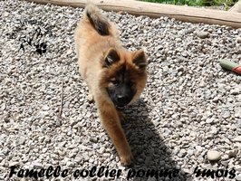 chiot eurasier