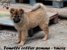 chiot eurasier