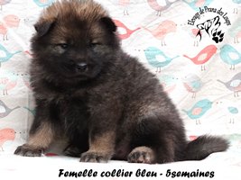 chiot eurasier