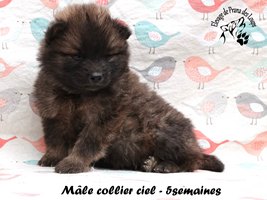 chiot eurasier