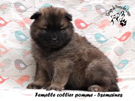 chiot eurasier
