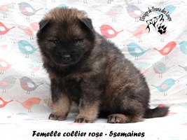 chiot eurasier