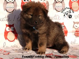 chiot eurasier
