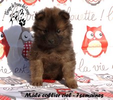 chiot eurasier