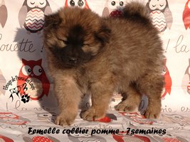 chiot eurasier