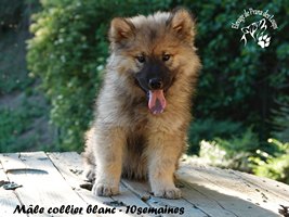 chiot eurasier