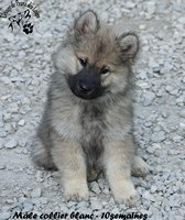 chiot eurasier