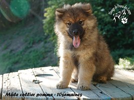 chiot eurasier