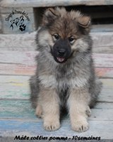 chiot eurasier
